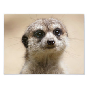 Meerkat Fototryck