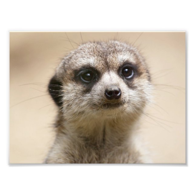 Meerkat Fototryck (Framsidan)