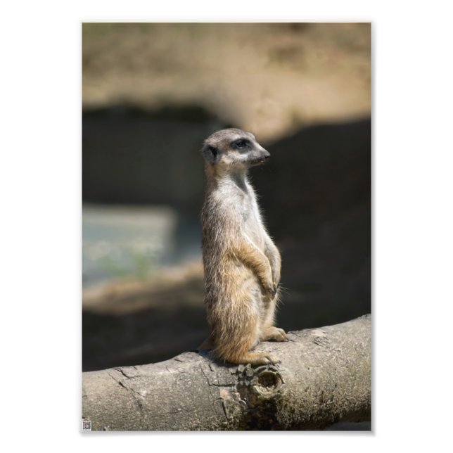 Meerkat Fototryck (Framsidan)
