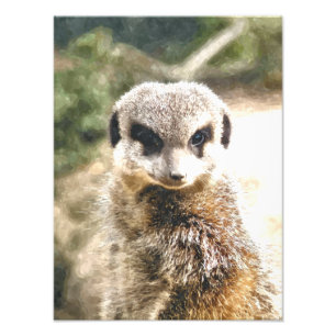 MEERKAT FOTOTRYCK