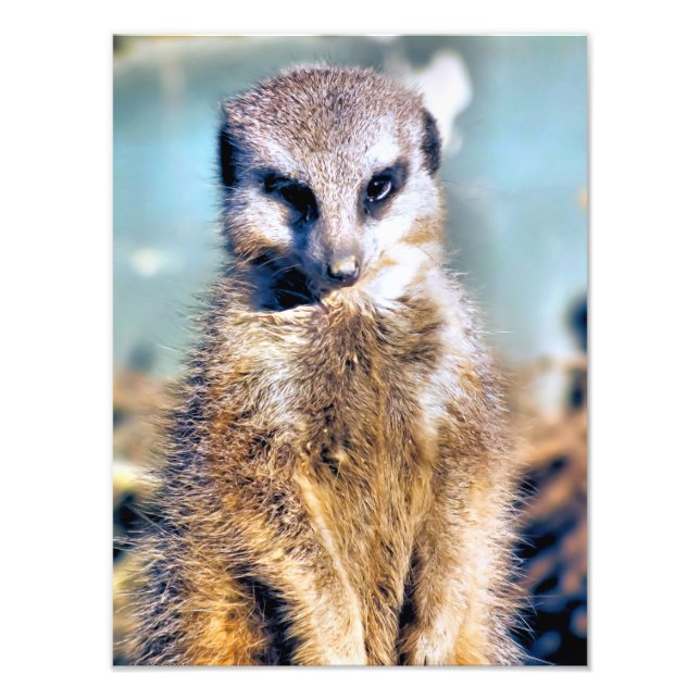MEERKAT FOTOTRYCK (Framsidan)