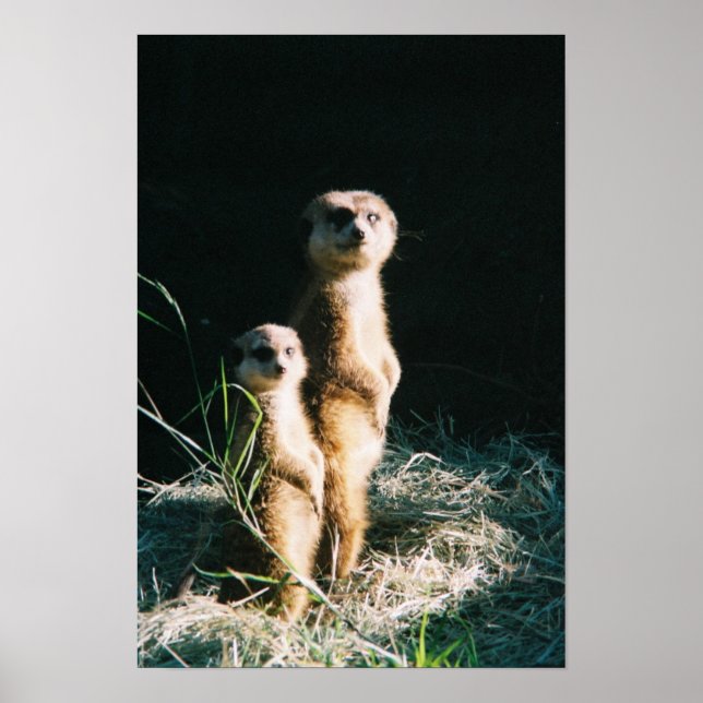 Meerkat Friends Poster (Framsidan)