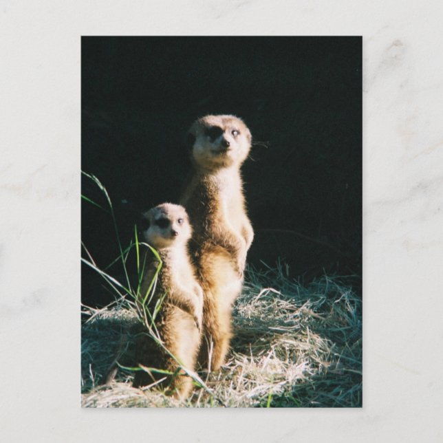 Meerkat Friends-vykort Vykort (Framsida)