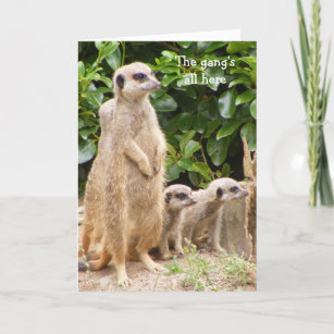Meerkat gang-födelsedagskort kort