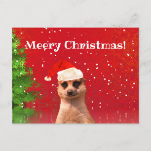 Meerkat God jul Funny julvykort Vykort