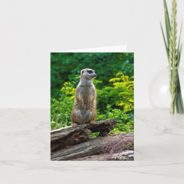 Meerkat Greeting Card Kort (Framsida)