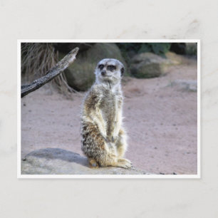 meerkat gren vykort