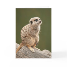 Meerkat hälsningkort