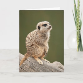 Meerkat hälsningkort kort