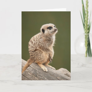 Meerkat hälsningkort kort