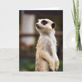 Meerkat hälsningkort kort