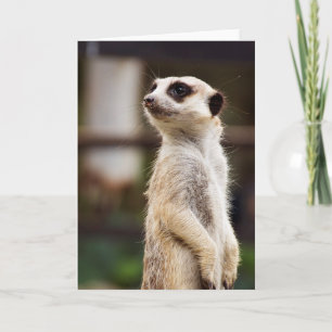 Meerkat hälsningkort kort