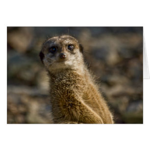 Meerkat Hälsningskort