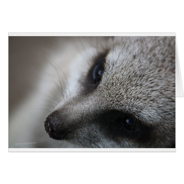 Meerkat Hälsningskort (Framsidan Horizontal)