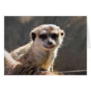 Meerkat Hälsningskort