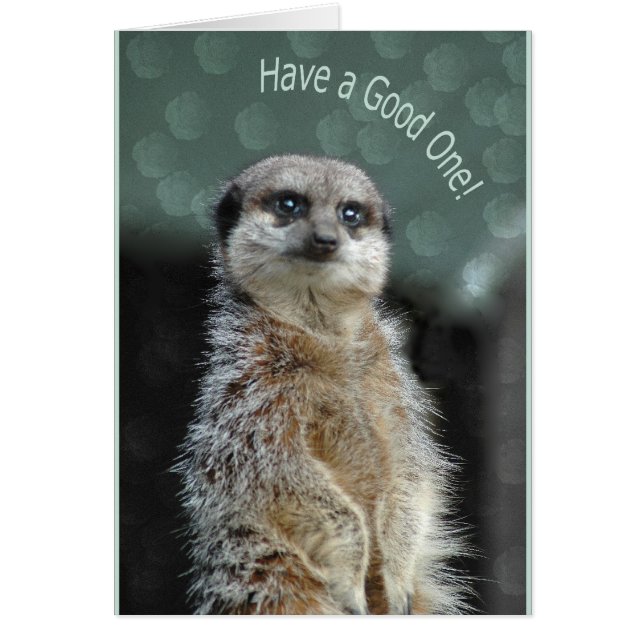 Meerkat Hälsningskort (Framsidan)