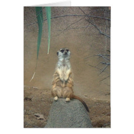 Meerkat Hälsningskort