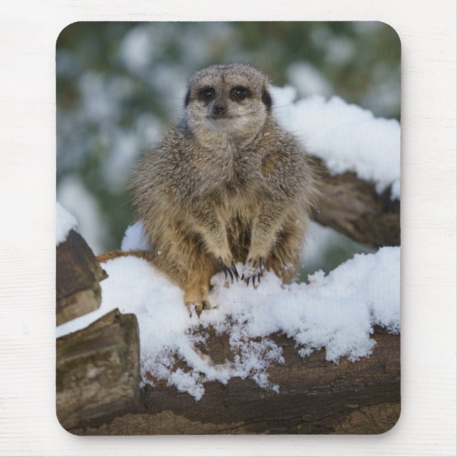 Meerkat i Snö Musmatta (Framsidan)