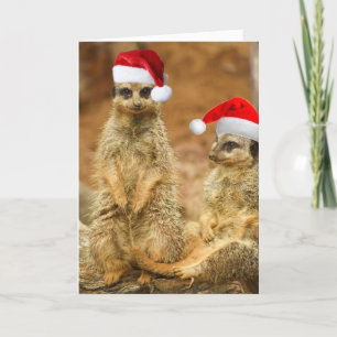 Meerkat julkort helgkort