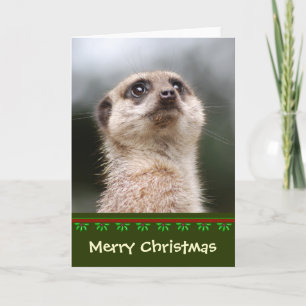 Meerkat julkort helgkort