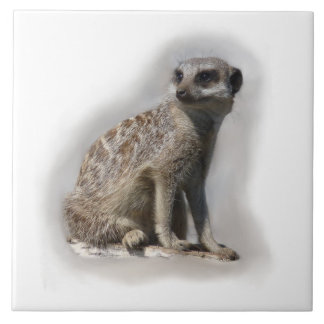 meerkat kakelplatta