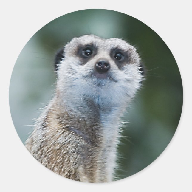 Meerkat klistermärke (Framsida)