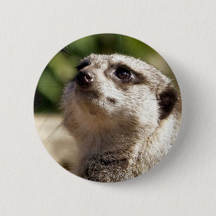 MEERKAT KNAPP