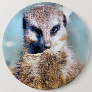 MEERKAT KNAPP