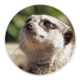 MEERKAT KNOPP