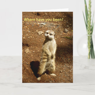 meerkat kort