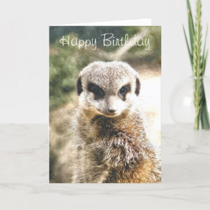 MEERKAT KORT