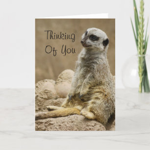 Meerkat Kort