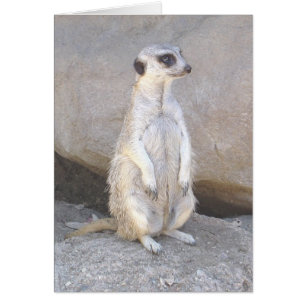 meerkat-kort hälsningskort