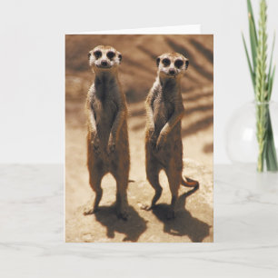 Meerkat-kort Kort