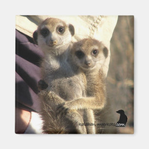 Meerkat kram en vän - magnet