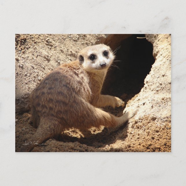 Meerkat le vykort (Framsida)