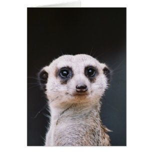 Meerkat Lookout Hälsningskort