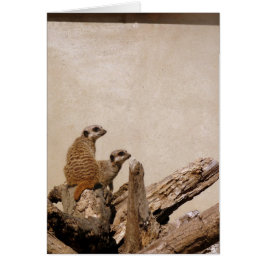 Meerkat Lookout Hälsningskort