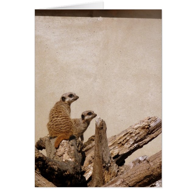 Meerkat Lookout Hälsningskort (Framsidan)