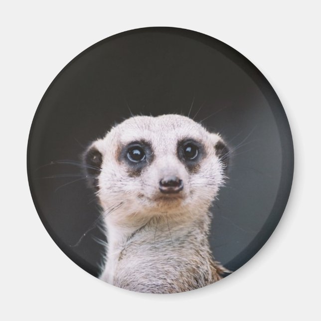 Meerkat Lookout Magnet (Framsidan)