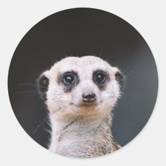 Meerkat Lookout round dekal Runt Klistermärke
