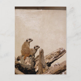 Meerkat Lookout Vykort
