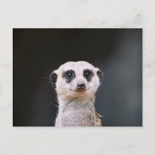 Meerkat Lookout Vykort