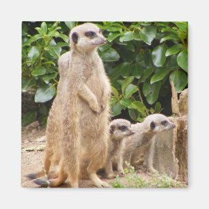 Meerkat magnet