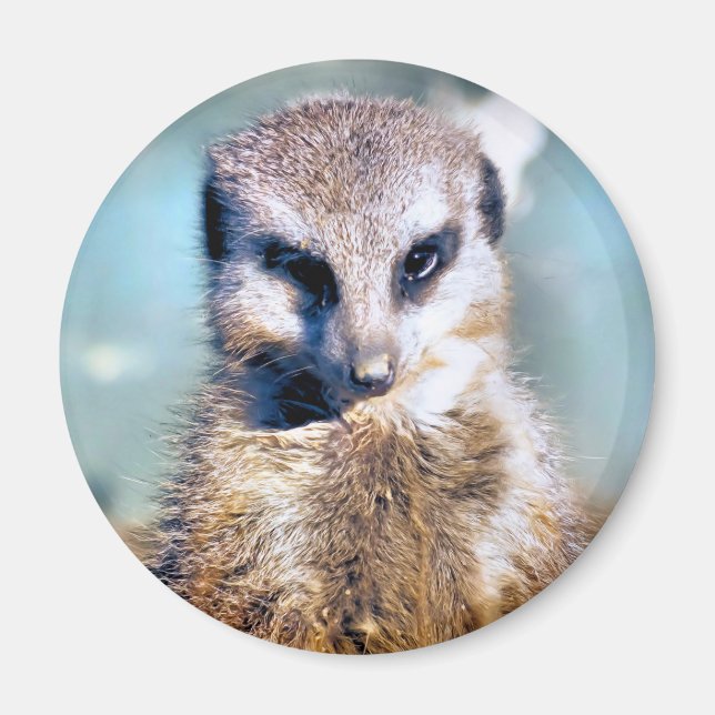 MEERKAT MAGNET (Framsidan)