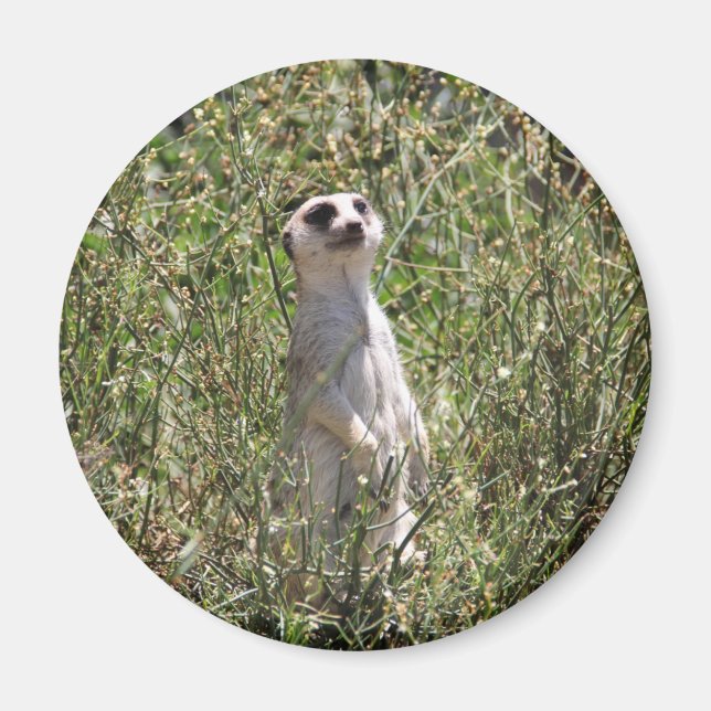 Meerkat Magnet (Framsidan)