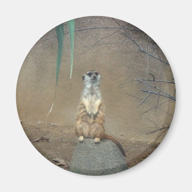 Meerkat Magnet (Framsidan)