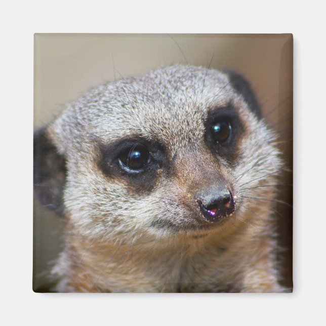Meerkat Magnet (Framsidan)