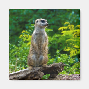 Meerkat magnet