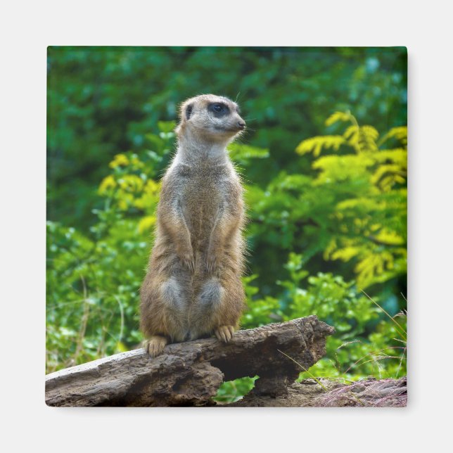 Meerkat Magnet (Framsidan)